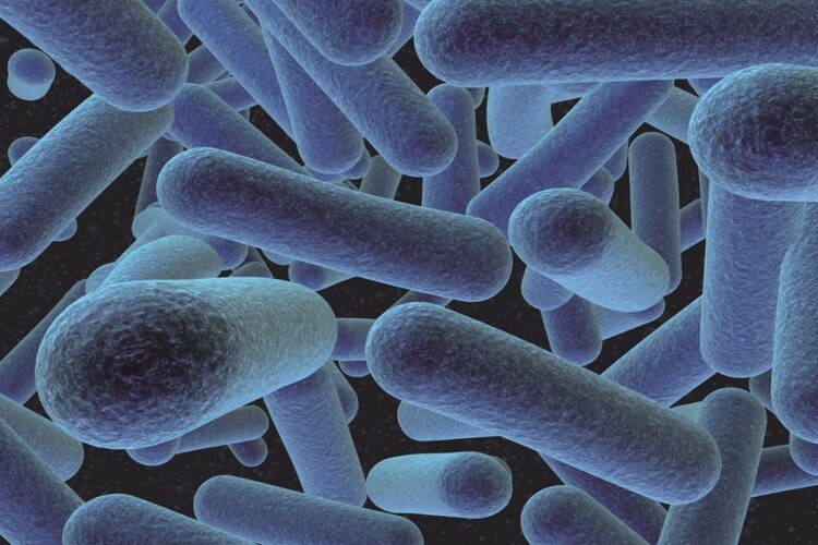 การระบาดของโรค ลิสทิเรีย: วิธีป้องกันตัวเองจากแบคทีเรียที่เป็นพิษจากอาหาร